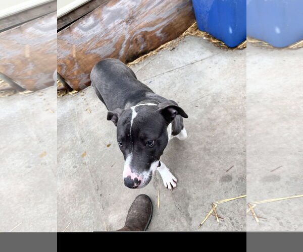 Medium Photo #3 Staffordshire Bull Terrier-Unknown Mix Puppy For Sale in Tracy City, TN, USA