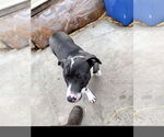 Small #2 Staffordshire Bull Terrier Mix