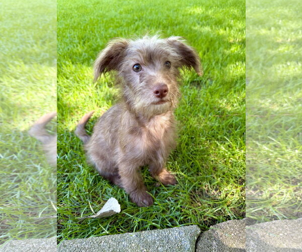 Medium Photo #1 ShiChi Puppy For Sale in Plainfield, IL, USA