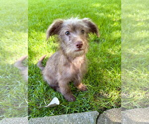 ShiChi Dogs for adoption in Plainfield, IL, USA