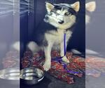*LUKA - Male Siberian Husky Dog for Adoption - Small photo