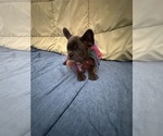 Small #5 French Bulldog