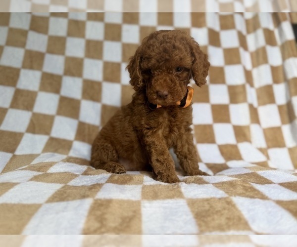 Medium Photo #3 Cockapoo (Miniature) Puppy For Sale in LAKELAND, FL, USA
