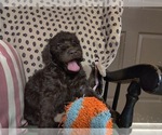 Small Photo #37 Australian Labradoodle Puppy For Sale in W FIELD, NC, USA