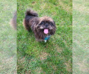 Medium Mutt