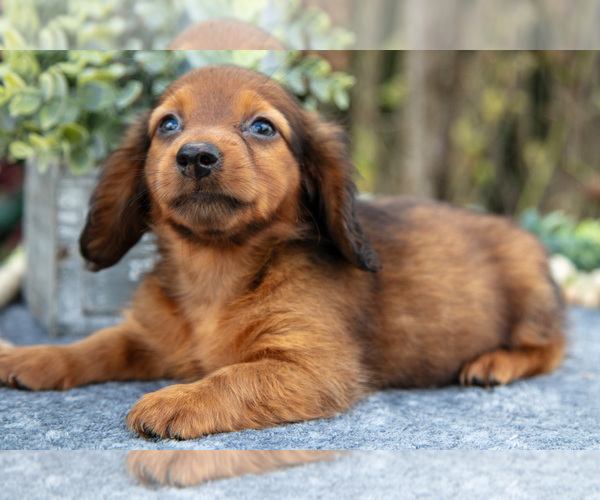 Medium Photo #3 Dachshund Puppy For Sale in SALEM, IN, USA