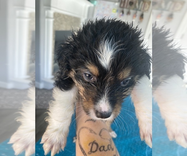 Medium Photo #2 Australian Shepherd Puppy For Sale in ORANGE, TX, USA
