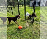 Small #6 Doberman Pinscher