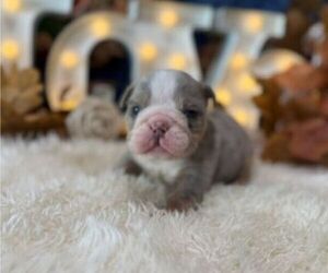 English Bulldog Puppy for sale in OOLOGAH, OK, USA