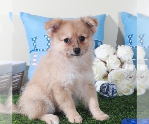 Medium Photo #3 Pomeranian Puppy For Sale in MOUNT VERNON, OH, USA