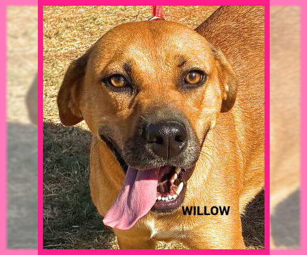 Medium Photo #1 Black Mouth Cur-Unknown Mix Puppy For Sale in Granbury, TX, USA