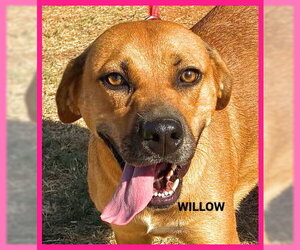 Black Mouth Cur-Unknown Mix Dogs for adoption in Granbury, TX, USA