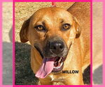 Willow - Female Black Mouth Cur-Unknown Mix Dog for Adoption - Small photo