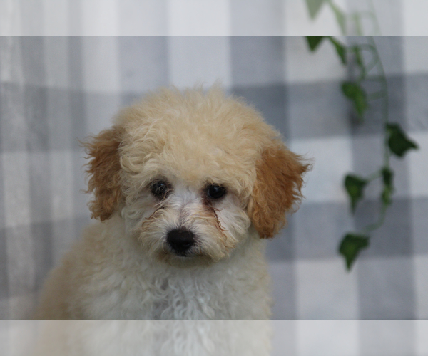 Medium Photo #2 Bichpoo Puppy For Sale in MARIETTA, GA, USA