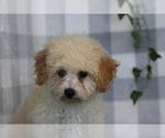 Small #1 Bichpoo