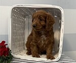 Small Photo #2 Cavapoo Puppy For Sale in STANLEY, WI, USA