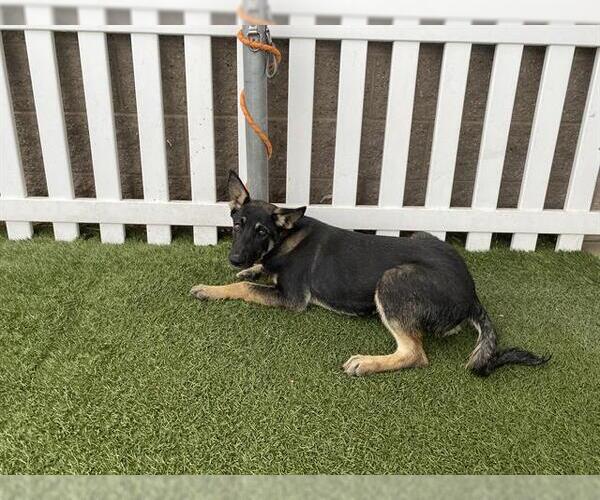 Medium Photo #1 German Shepherd Dog Puppy For Sale in Modesto, CA, USA
