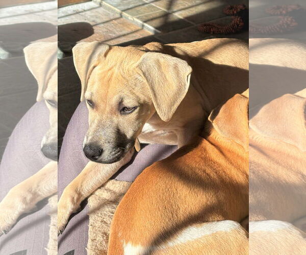 Medium Photo #4 Mutt Puppy For Sale in MECHANICSBURG, PA, USA