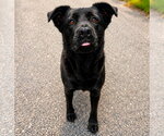 Small #2 Retriever  Mix