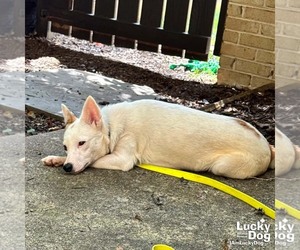 Zinni - Female Mutt Dog for Adoption - Photo #7