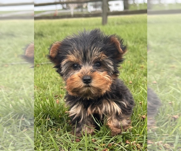 Medium Photo #5 Yorkshire Terrier Puppy For Sale in CANOGA, NY, USA