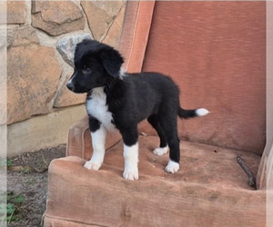 Medium Border-Aussie