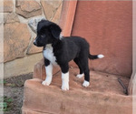 Puppy Bachelors Butto Border-Aussie