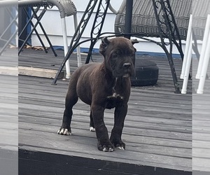 Cane Corso Puppy for sale in AKRON, OH, USA