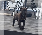 Small Cane Corso