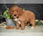 Puppy Kaley Poodle (Miniature)