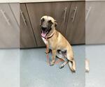 Small Black Mouth Cur
