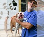 Small #2 American Pit Bull Terrier