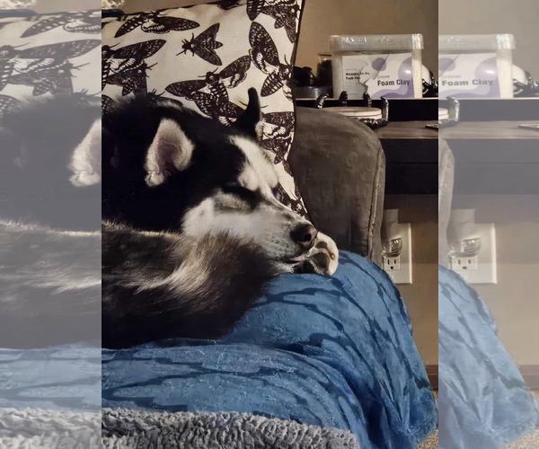 Medium Photo #15 German Shepherd Dog Puppy For Sale in Gretna, NE, USA