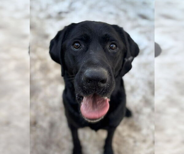Medium Photo #1 Labrador Retriever Puppy For Sale in Matawan, NJ, USA
