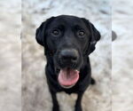 Kepsi - Male Labrador Retriever Dog for Adoption - Small photo