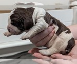 Puppy Pietro English Springer Spaniel