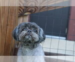 Small #3 Shih Tzu