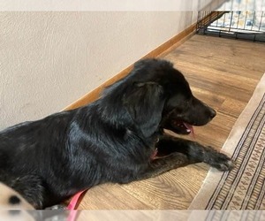 Olive - Female Australian Shepherd-Unknown Mix Dog for Adoption - Photo #5