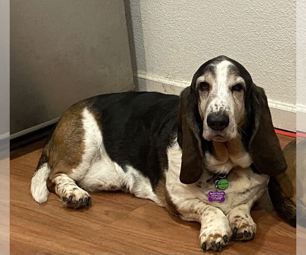 Medium Photo #2 Basset Hound Puppy For Sale in Petaluma, CA, USA