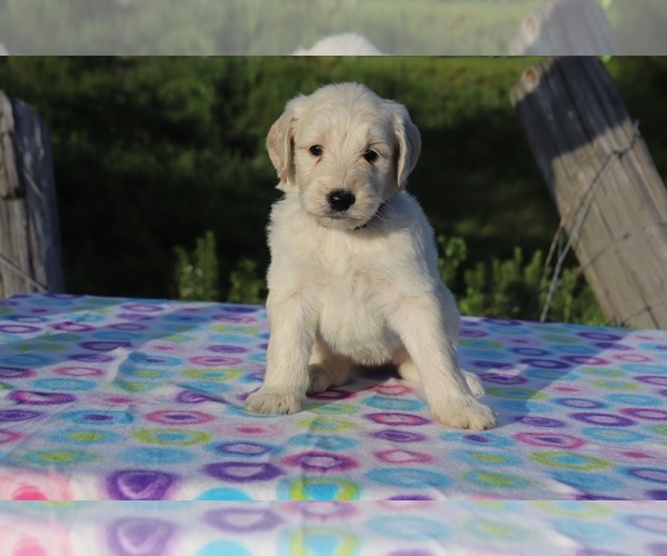 Medium Photo #6 Goldendoodle Puppy For Sale in UNION CITY, TN, USA