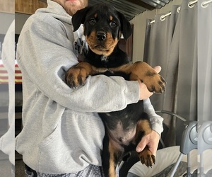 Rottweiler Puppy for sale in AMSTERDAM, MO, USA