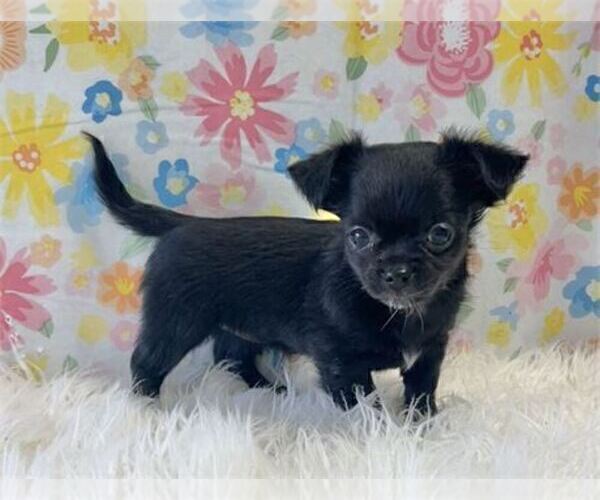 Medium Photo #3 Chihuahua Puppy For Sale in MIAMI BEACH, FL, USA