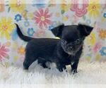 Small #2 Chihuahua