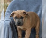 Small Photo #3 Cane Corso Puppy For Sale in MYERSTOWN, PA, USA