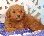Small #4 Cavapoo