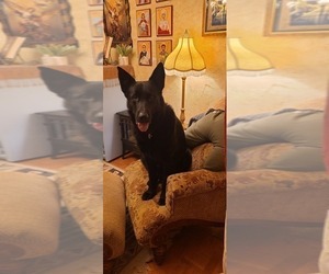 Father of the German Shepherd Dog puppies born on 12/25/2024