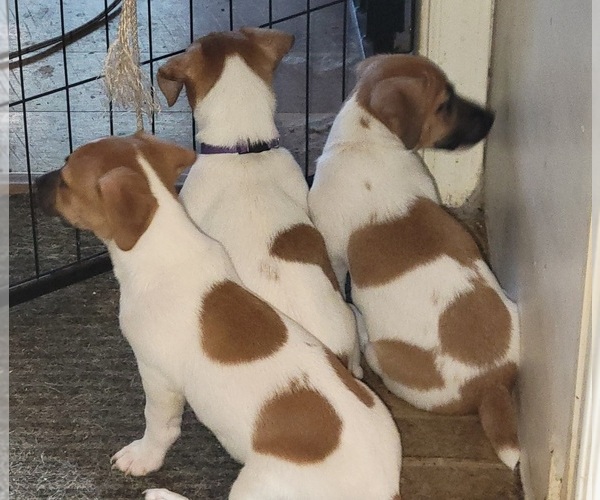 Medium Photo #5 Russell Terrier Puppy For Sale in MARSHVILLE, NC, USA