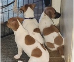 Small #4 Russell Terrier