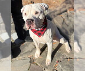 Mutt Dogs for adoption in Warrenton, VA, USA