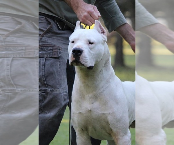 Medium Photo #3 Dogo Argentino Puppy For Sale in EAGLE MOUNTAIN, UT, USA